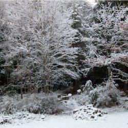 A Transcription of "Some Ancient Christmas Carols"